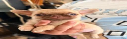 Chihuahua honden te koop: Prachtige gezonde  Chihuahua pups met fc stamboom - Advertentie 5