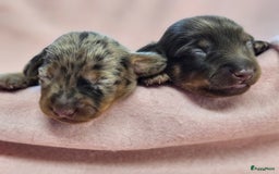 Teckel (korthaar)  honden te koop: De allermooiste dwergteckel pupjes!! - Afbeelding 19
