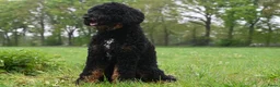 Labradoodle honden te koop: Prachtige labradoodle pups - Advertentie 12