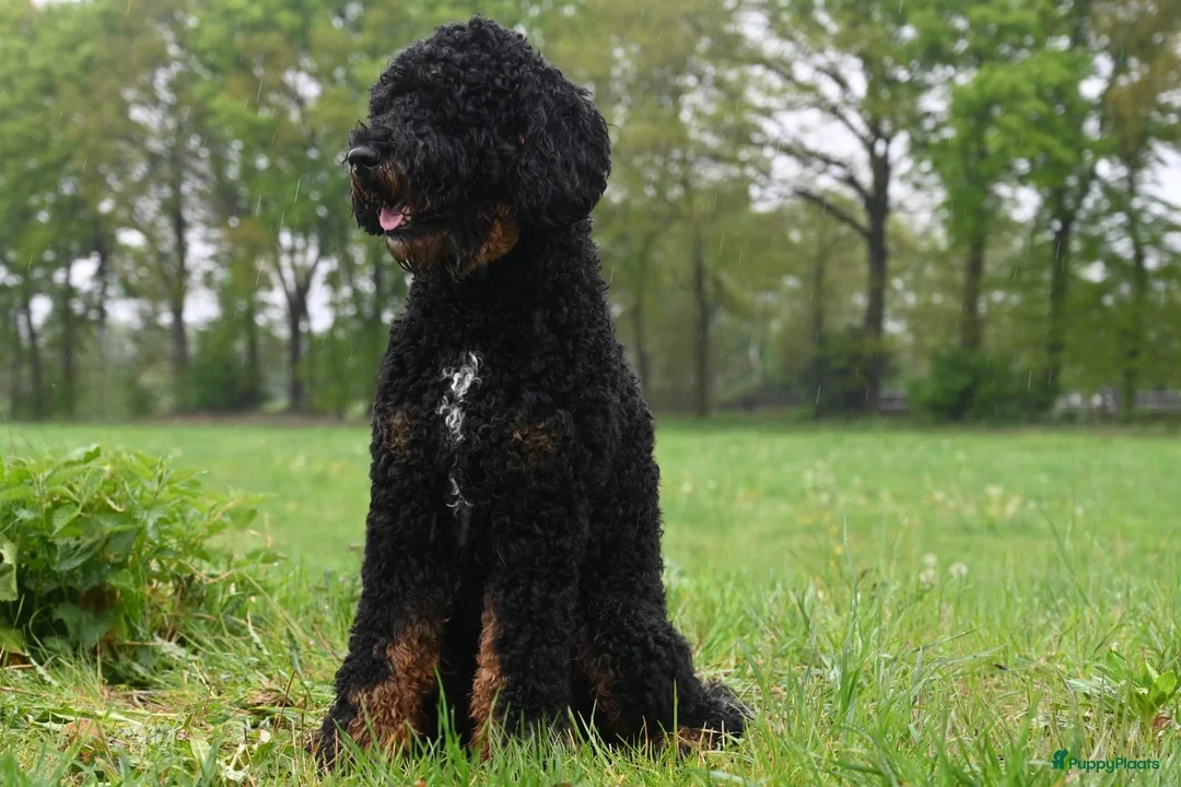 Labradoodle honden te koop: Prachtige labradoodle pups - Advertentie 12