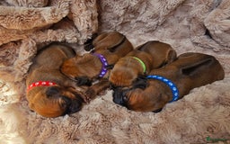 Rhodesian Ridgeback honden te koop: Rhodesian Ridgeback pups+stamboom 2reutjes 8weken  in Wierden - Afbeelding 25