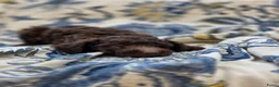 Labradoodle honden te koop: Labradoodle pups - Advertentie 14