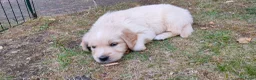 Golden Retriever honden te koop: Deze leukerds zoeken een baasje - Advertentie 12