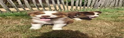 Australian Shepherd honden te koop: Raszuivere Australian Shepherd pups, getest ouders - Advertentie 9
