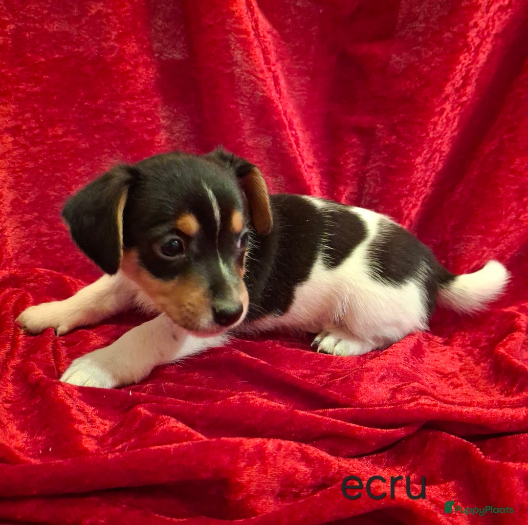 Jack Russel Terriër honden te koop: Jack Russel puppy's  - Advertentie 3