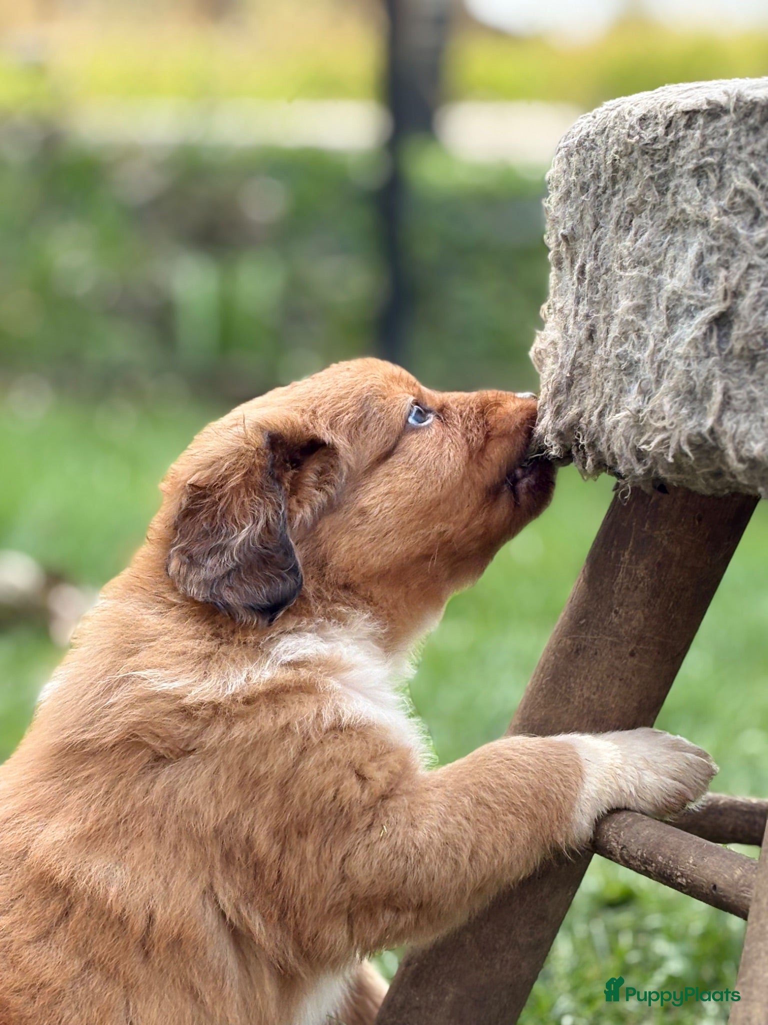 Kruising honden Toller x aussie pups te koop - Advertentie 1