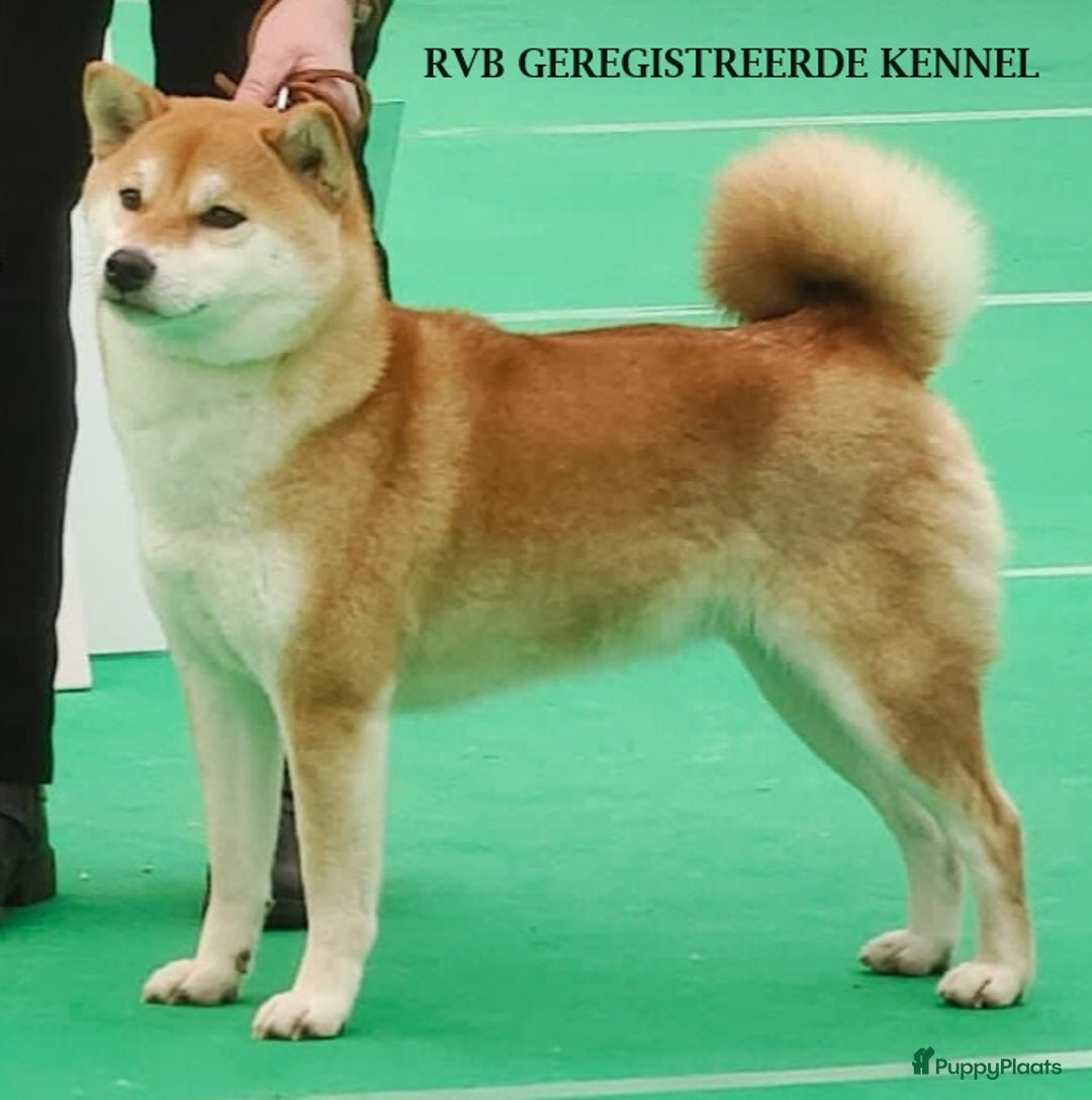 Galerij afbeelding {{count}}