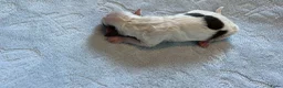 Boomer honden te koop: Lieve boomer pups  - Advertentie 3