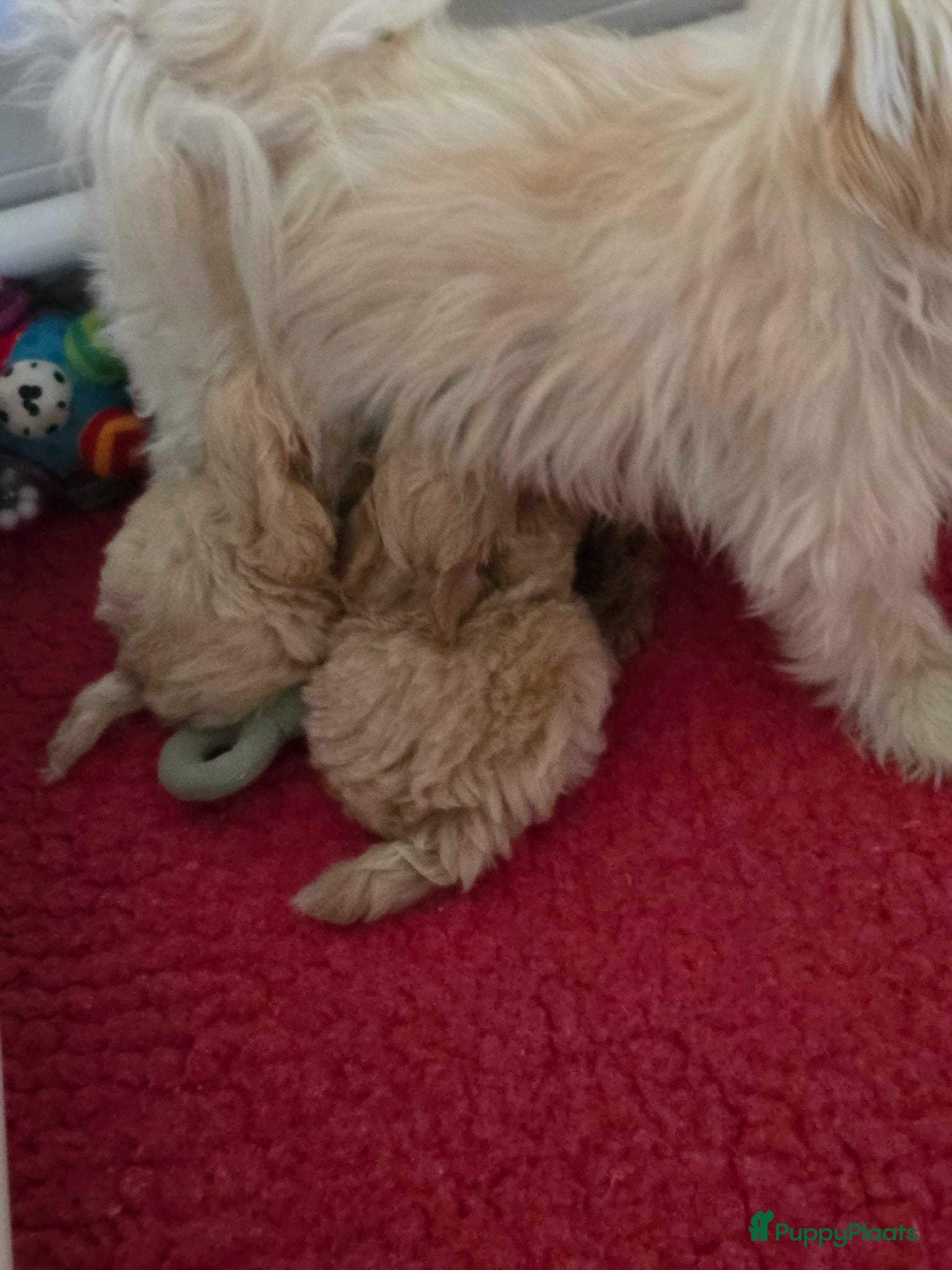 Maltipoo honden Mooie Lieve Maltipoo Maltezer / toypoedel pup - Advertentie 1