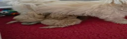 Maltipoo honden te koop: Mooie Lieve Maltipoo Maltezer / toypoedel pup - Advertentie 4
