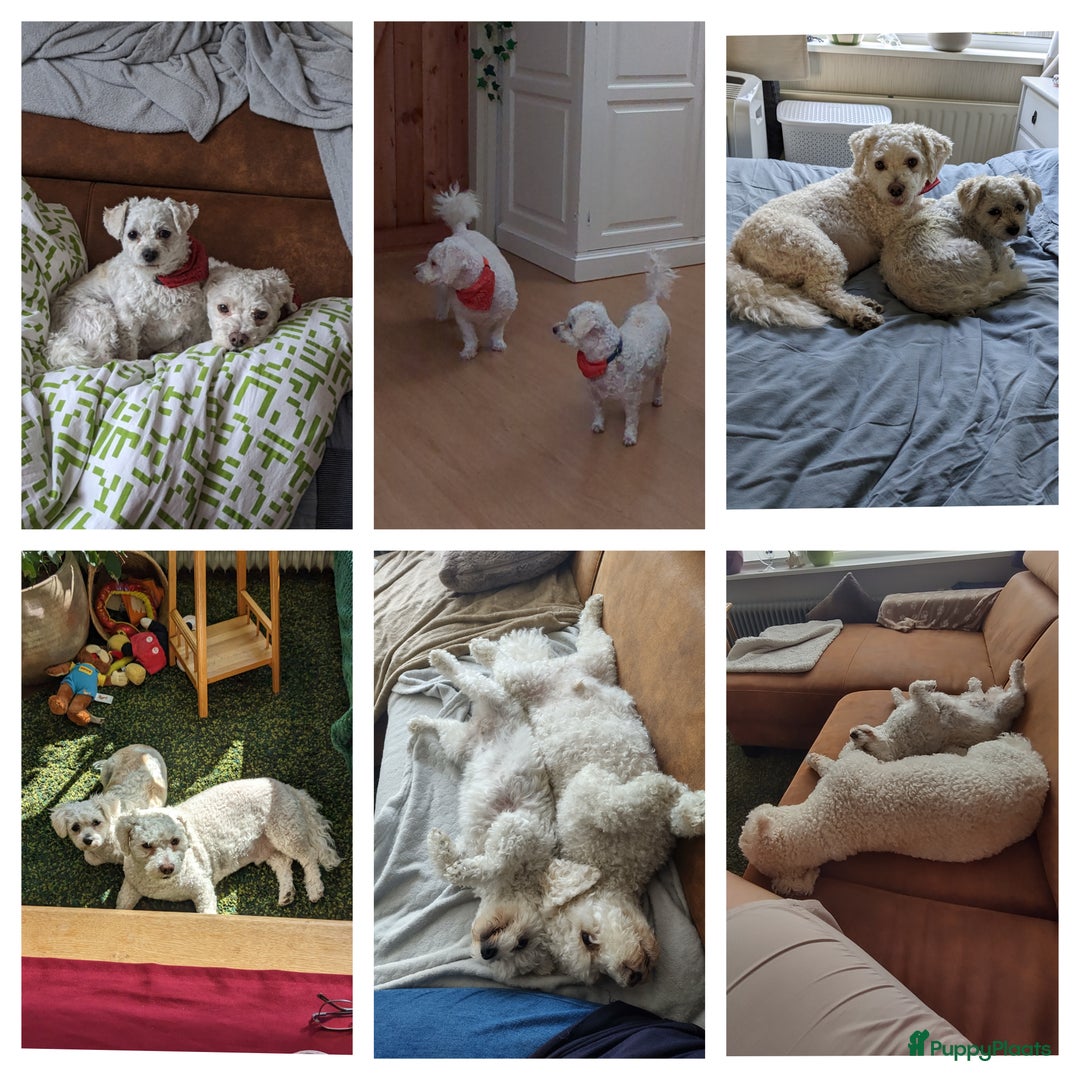 Maltipoo honden te koop: Maltipoo F1b worden rond kerst geboren 🥰 !  - Advertentie 13