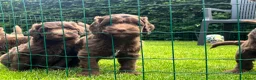 Australian Labradoodle honden te koop: Alf1 australian labradoodle  - Advertentie 6