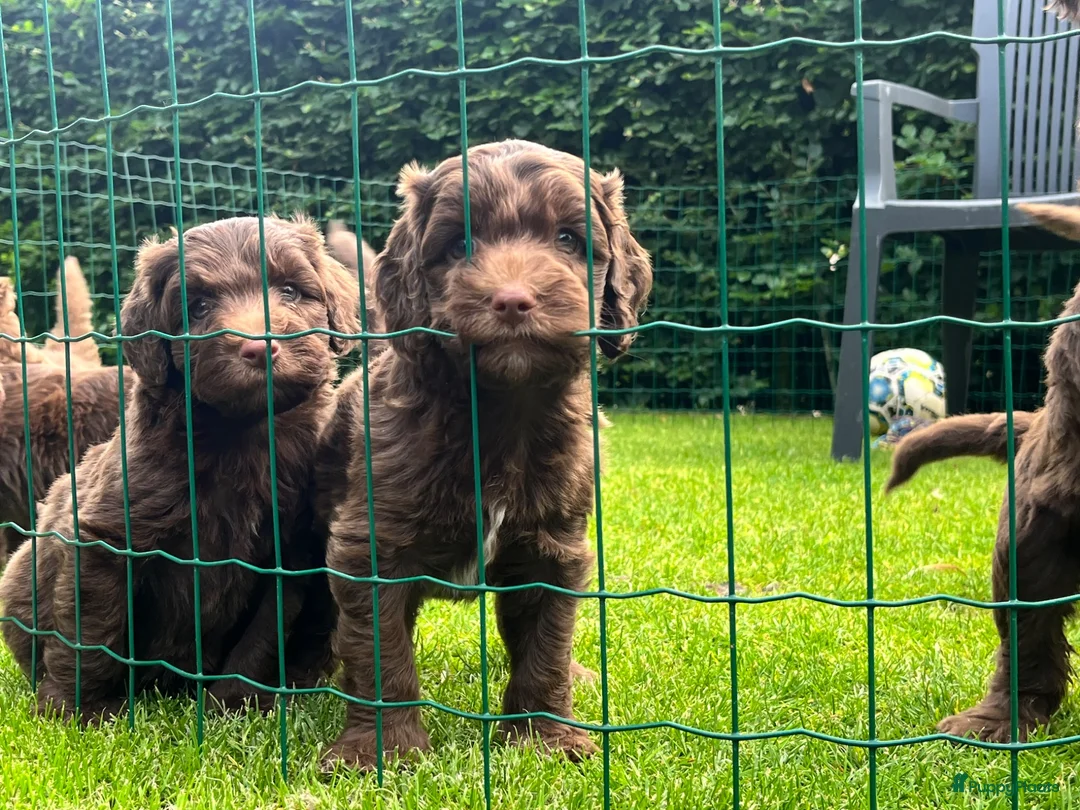 Australian Labradoodle honden te koop: Alf1 australian labradoodle  - Advertentie 6