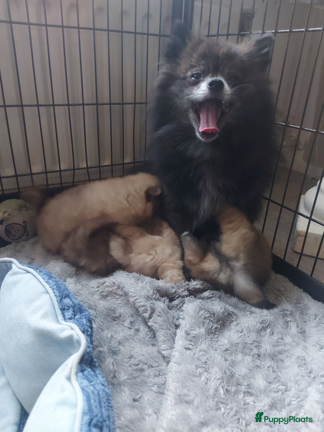 Galerij afbeelding {{count}}