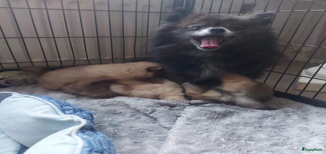 Galerij afbeelding {{count}}