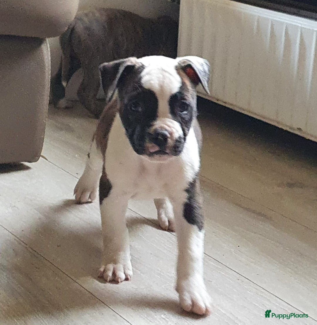 Amerikaanse Bulldog honden te koop: Prachtige Amerikaanse bulldog pups met stamboom - Advertentie 4