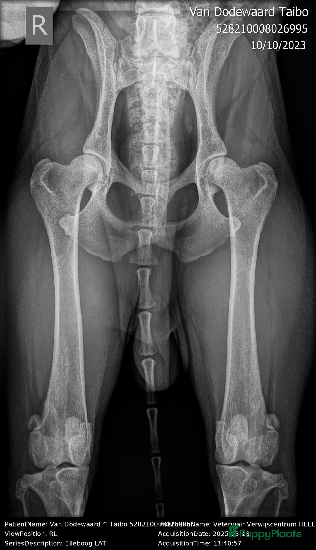 Border Collie honden ter dekking: Border Collie Dekreu in Terneuzen - Advertentie 10