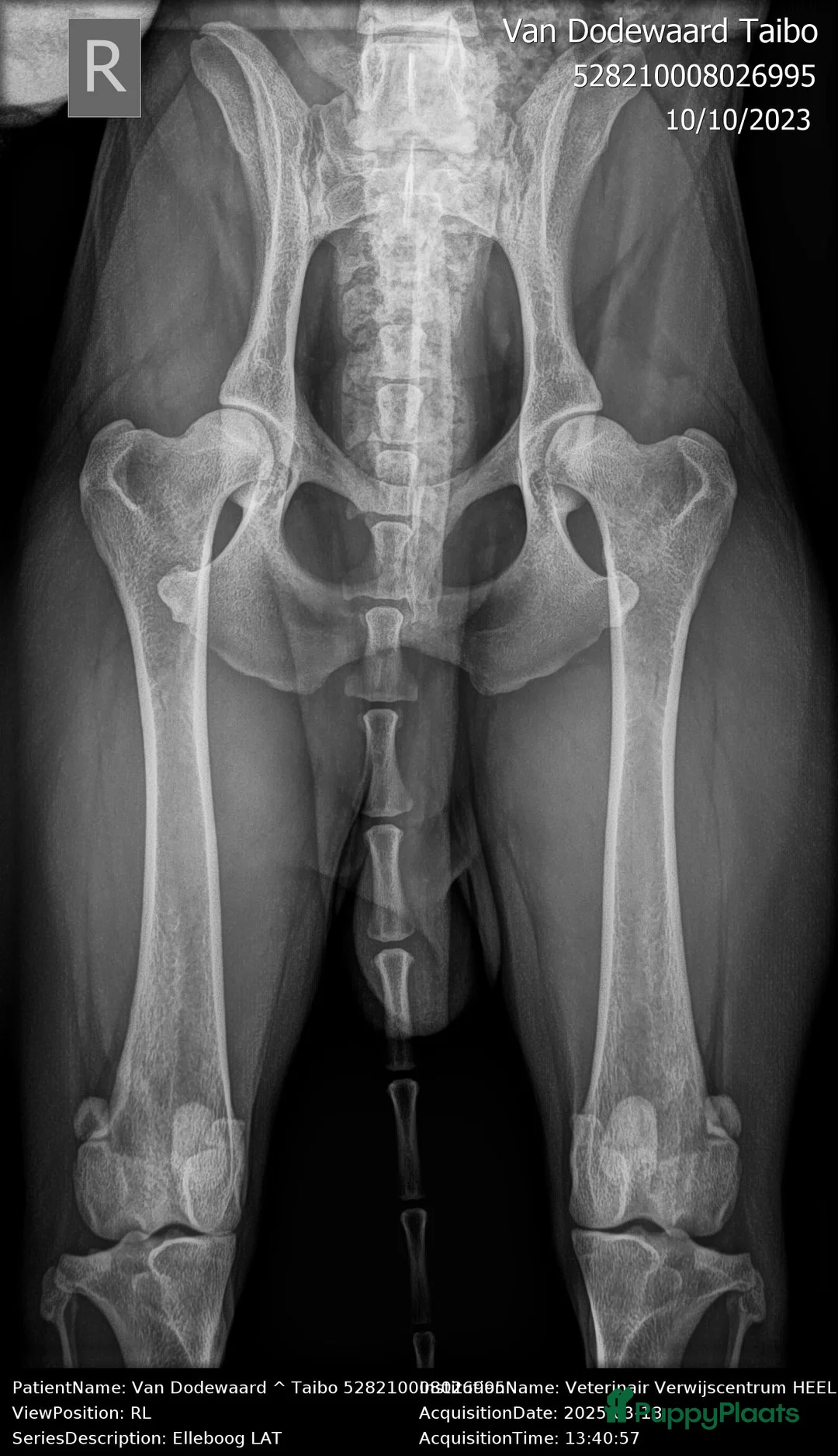 Border Collie honden ter dekking: Border Collie Dekreu in Terneuzen - Advertentie 10