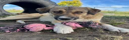 Kruising honden te koop: Romaa - Advertentie 1