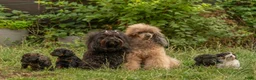 Kruising honden te koop: Dwergpoedel x Boompoo pups  - Advertentie 2