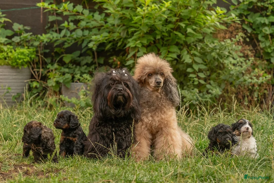 Kruising honden te koop: Dwergpoedel x Boompoo pups  - Advertentie 2