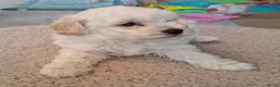 Maltipoo honden te koop: Prachtige kleine Maltipoo/Toy pups met garantie!🐶 - Advertentie 5
