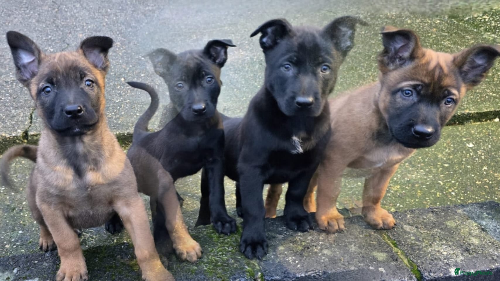 Mechelse Herder honden Mechelse herder pups mogen het nest verlaten  - Advertentie 1