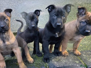 Mechelse Herder honden Mechelse herder pups mogen het nest verlaten - Advertentie 1