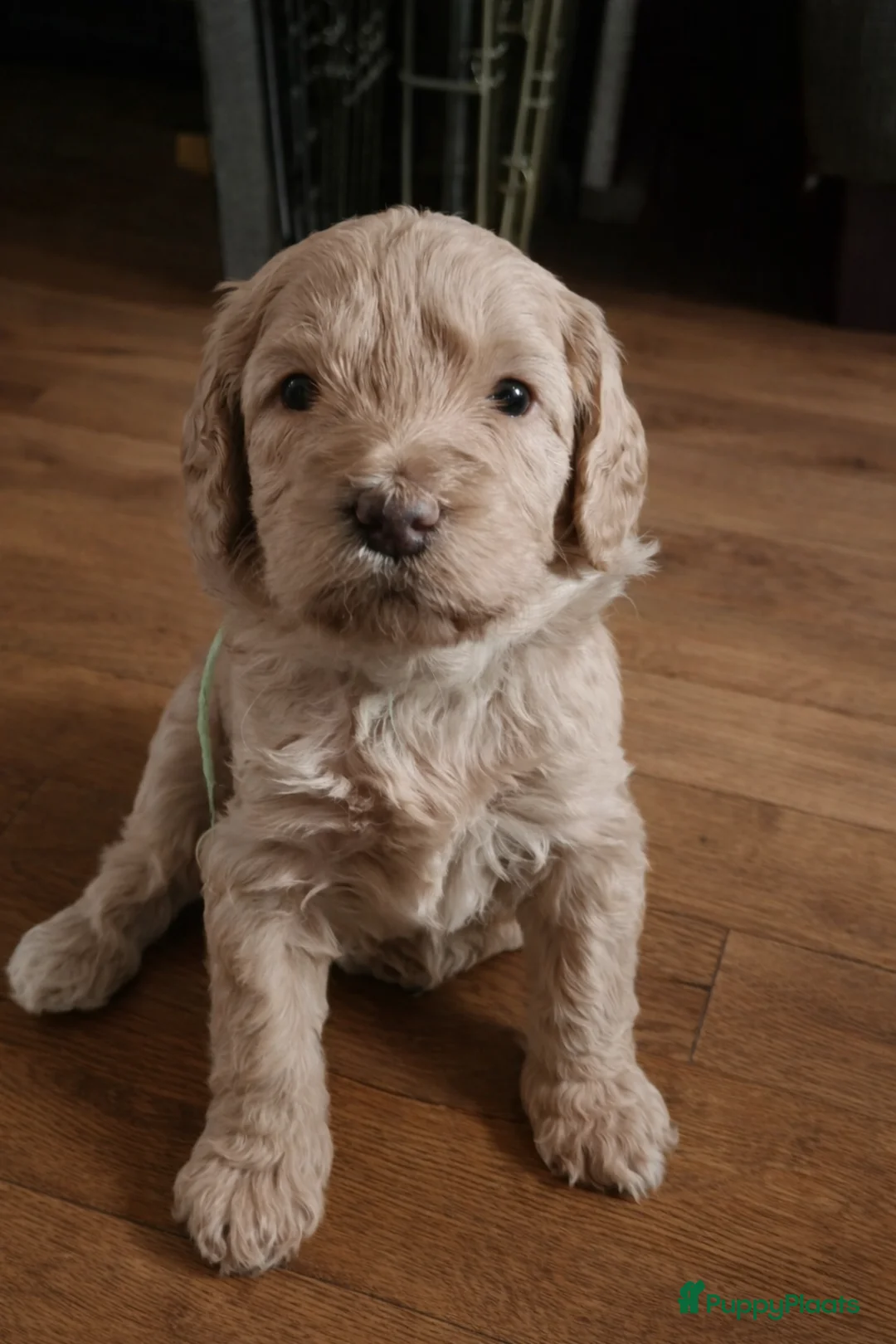 Labradoodle honden te koop: Lieve labradoodles  - Advertentie 1