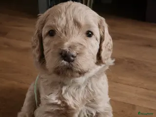 Labradoodle honden Lieve labradoodles - Advertentie 1