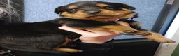 Rottweiler honden te koop: Rottweiler pup teef  - Advertentie 2