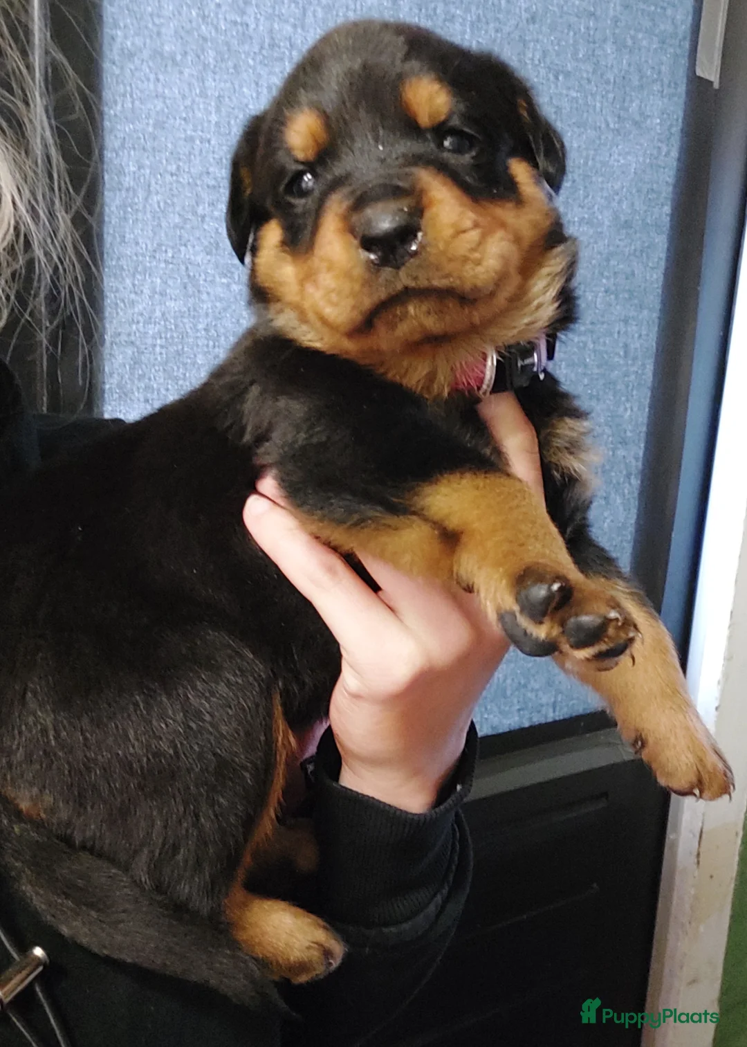 Rottweiler honden te koop: Rottweiler pup teef  - Advertentie 2
