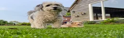 Kruising honden te koop: Sheltidoodle  - Advertentie 9