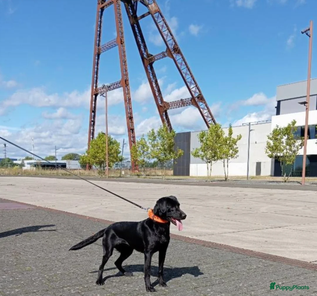 Labrador Retriever honden te koop: Fieldtrial labrador pups FCI  - Advertentie 2
