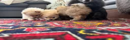 Pomeriaan honden te koop: Pomeriaan puppy’s 🐶 - Advertentie 24