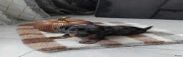 Dwergteckel honden te koop: 🐶 Prachtige Merle Dwergteckel Pups te Koop. - Advertentie 2