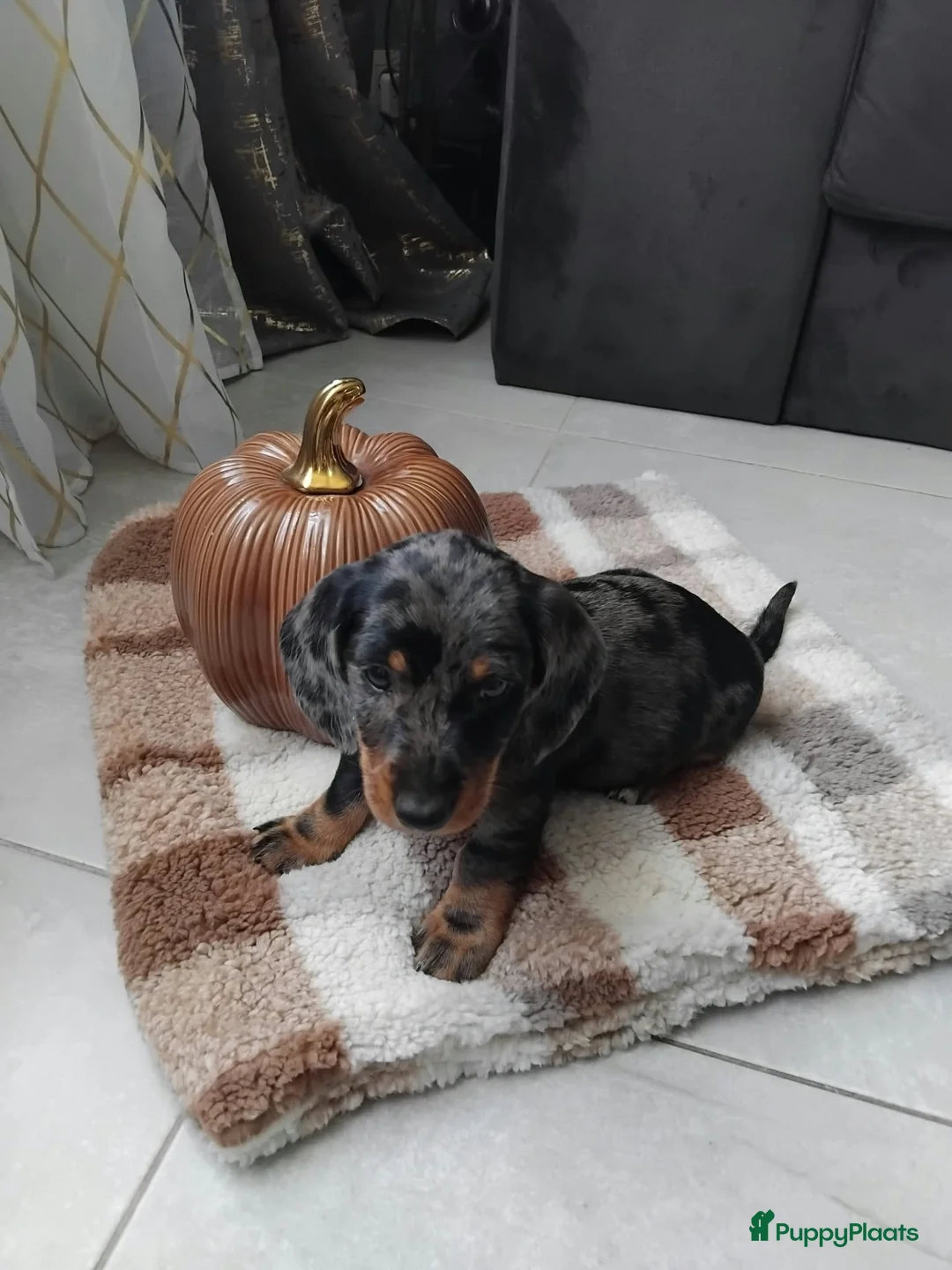 Dwergteckel honden te koop: 🐶 Prachtige Merle Dwergteckel Pups te Koop. - Advertentie 2