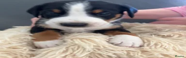 Appenzeller Sennenhond Puppy 8