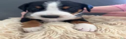 Appenzeller Sennenhond honden te koop: Appenzeller pups - Advertentie 11