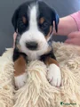 Appenzeller Sennenhond Puppy 8