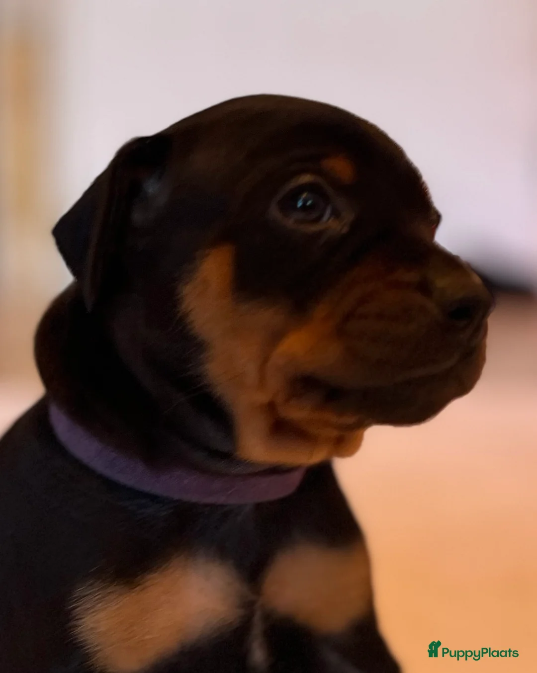 Kruising honden te koop: Carlin Pinscher Pups - Advertentie 9