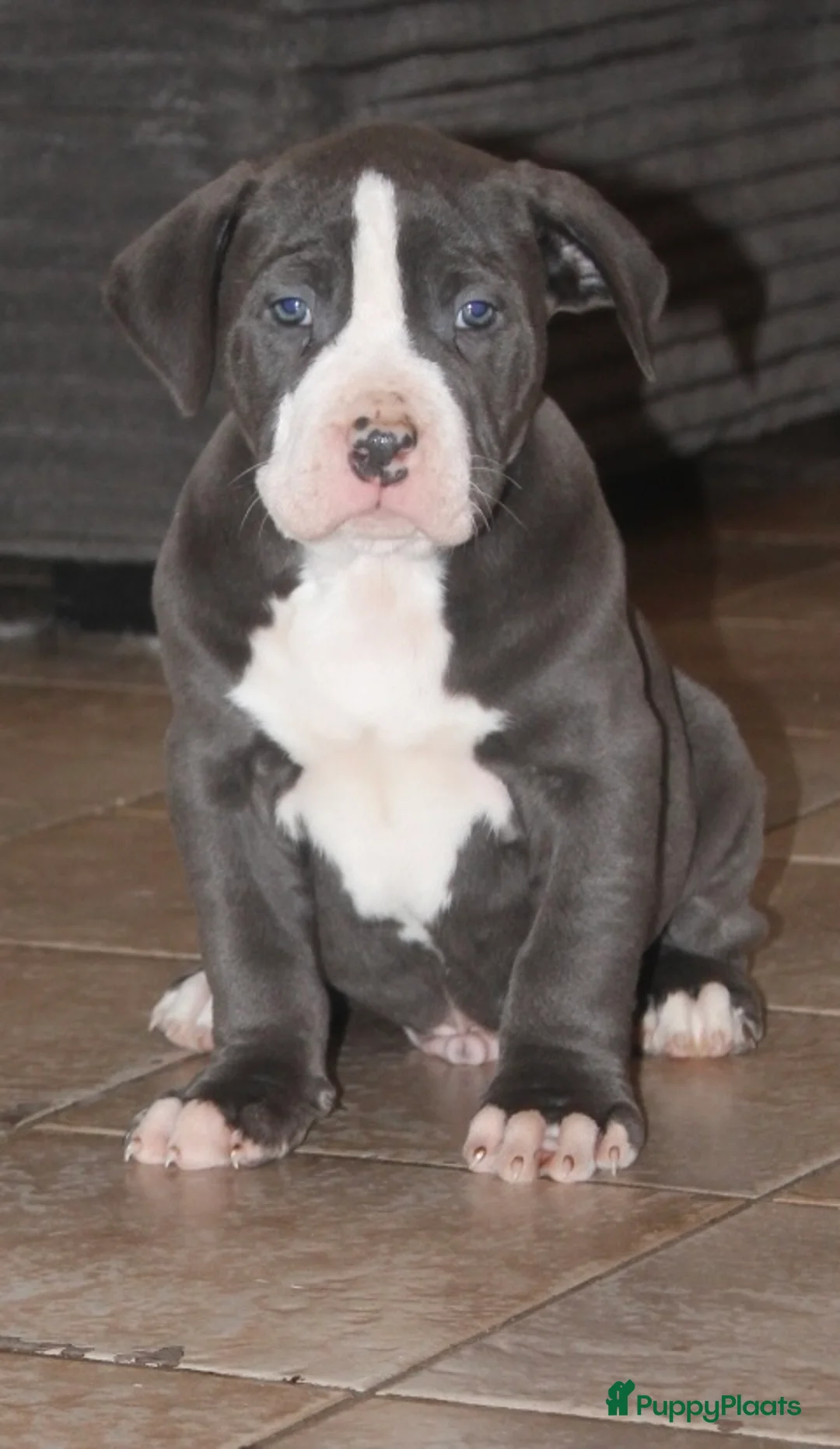 Amerikaanse Bully honden te koop: American Bully pups Abkc - Advertentie 15