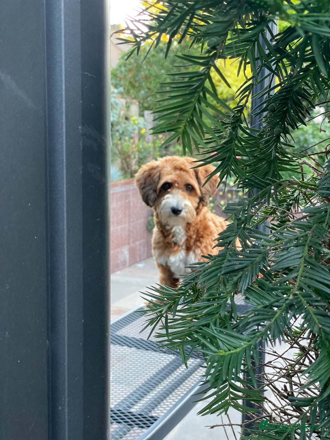 Maltipoo honden te koop: maltipoo  pups , te zien met beide ouders. - Advertentie 4