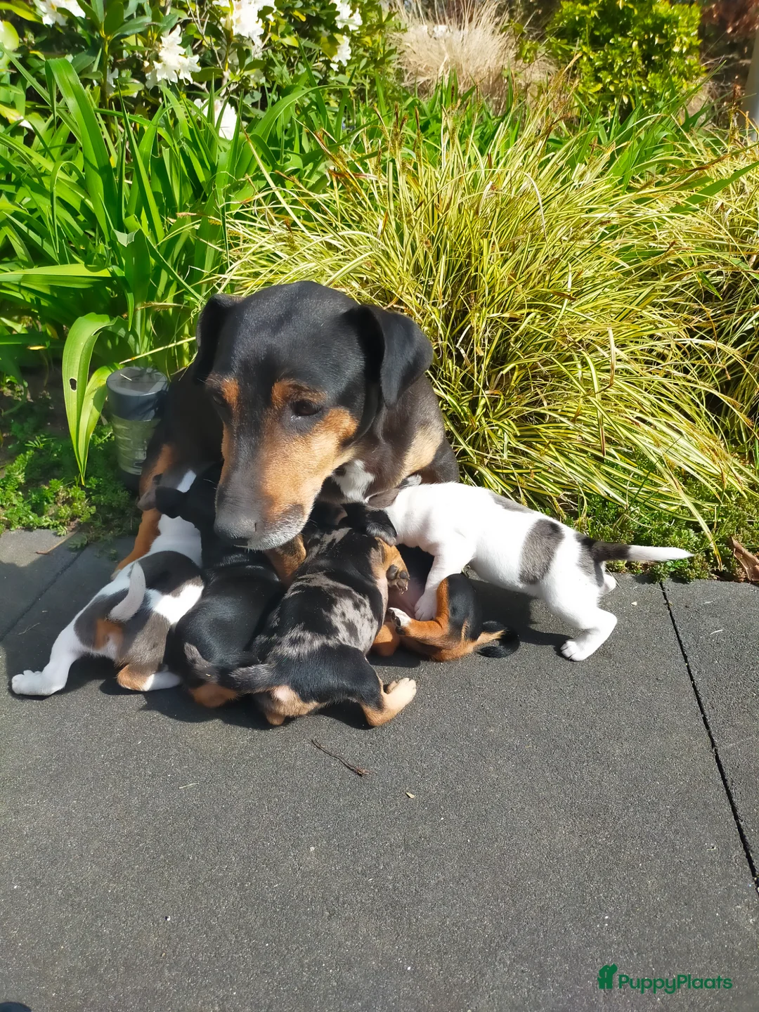 Jack Russel Terriër honden te koop: Te koop, Jack Russel puppies in Eindhoven - Advertentie 1