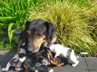 Jack Russel Terriër honden Te koop, Jack Russel puppies - Advertentie 1