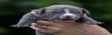 Amerikaanse Bully 3