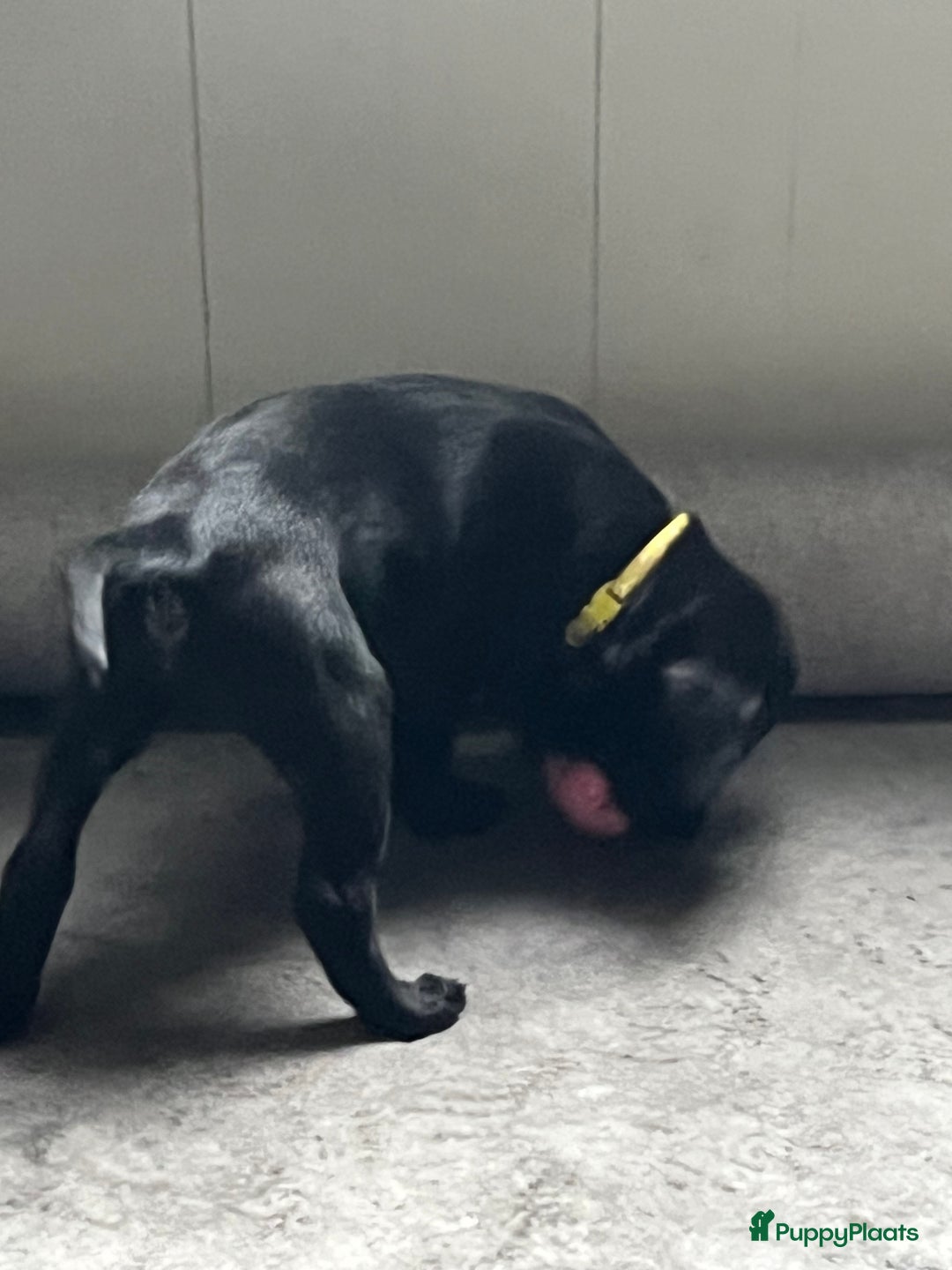 Labrador Retriever honden te koop: Werklijn reutjes beschikbaar - Advertentie 5