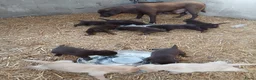 Labrador Retriever honden te koop: Te koop mooie labrador pups - Advertentie 3