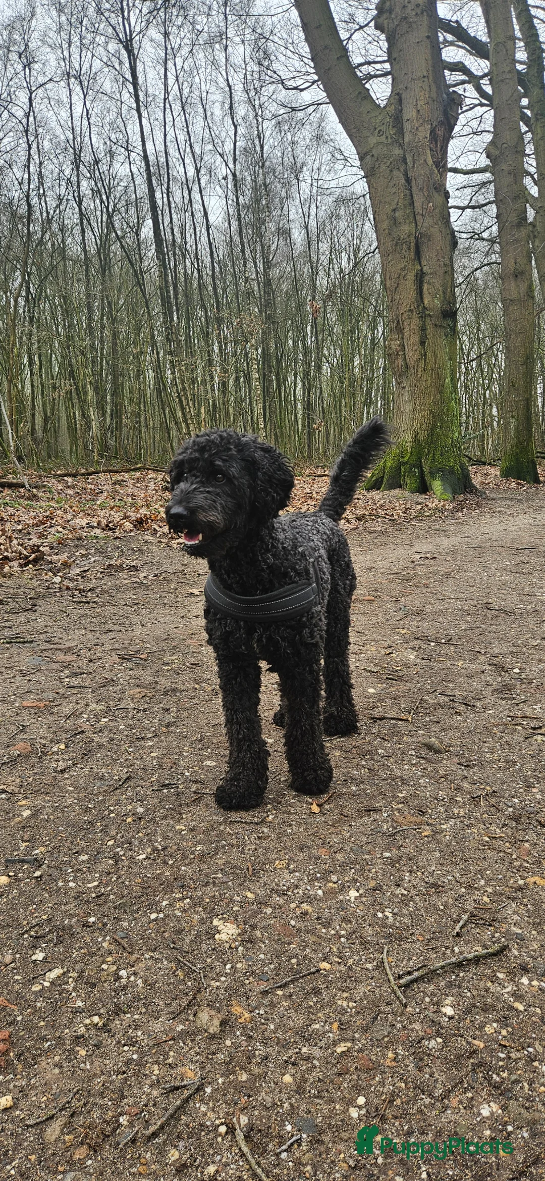 Kruising honden te koop: Lieve Labradoodle/goldendoodle pups verwacht!!!  in Kesteren - Advertentie 4