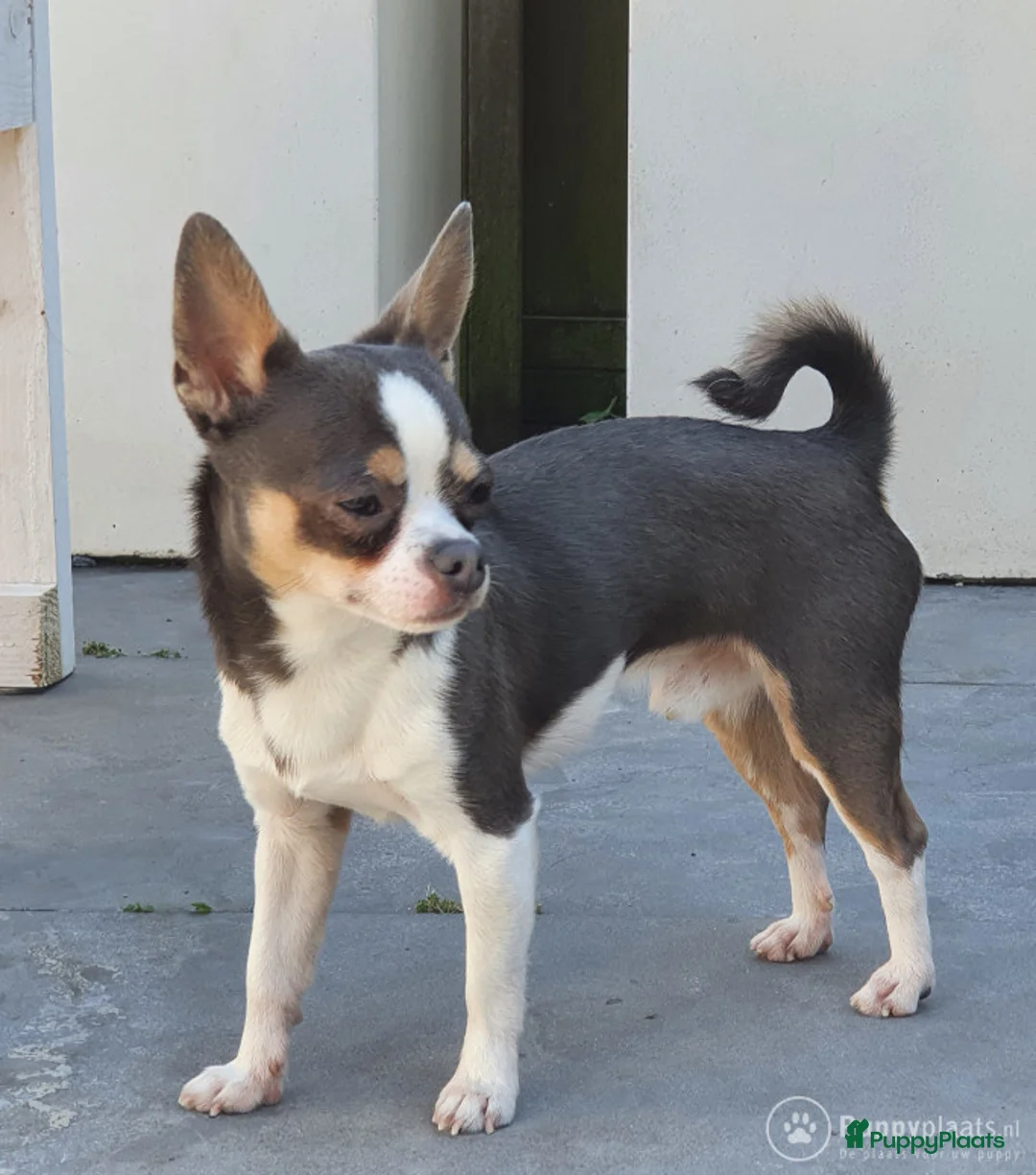 Chihuahua honden ter dekking: Prachtige BLAUW/GRIJZE chihuahua dekreu - Advertentie 3